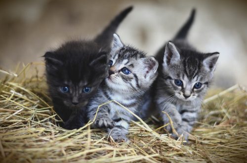 three kittens